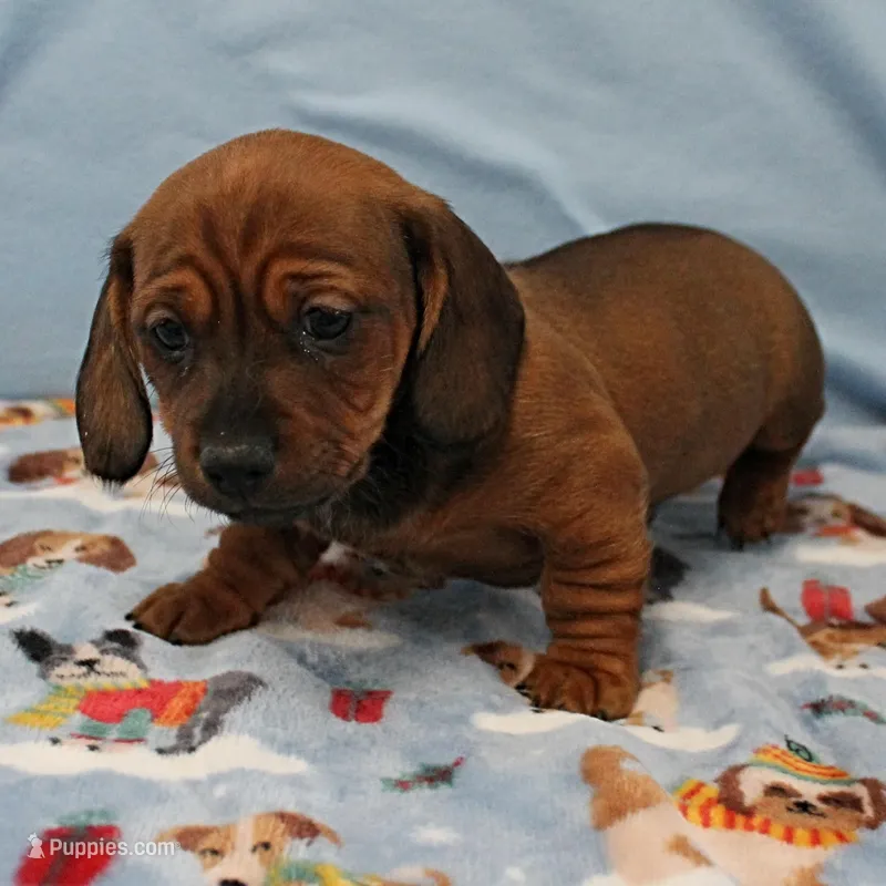 Harley's Red Male Puppy 3