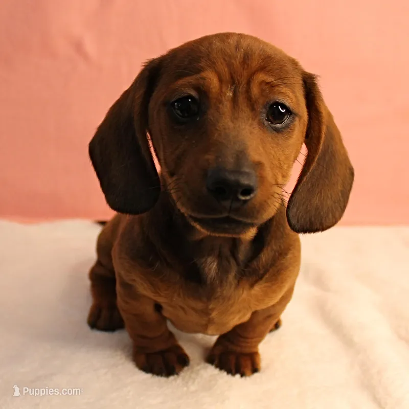 Harley's Red Male Puppy 3 – Miniature Dachshund puppy for sale in Mount Olive, NC