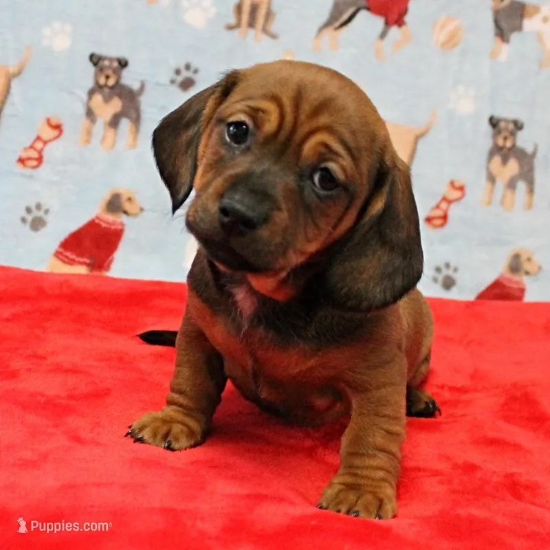 Harley's Red Male Puppy 3