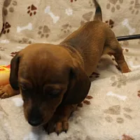Harley's Red Male Puppy 3, a male Miniature Dachshund for sale in Mount Olive, NC – Photo 7 of 10