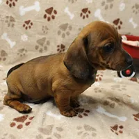 Harley's Red Male Puppy 3, a male Miniature Dachshund for sale in Mount Olive, NC – Photo 8 of 10