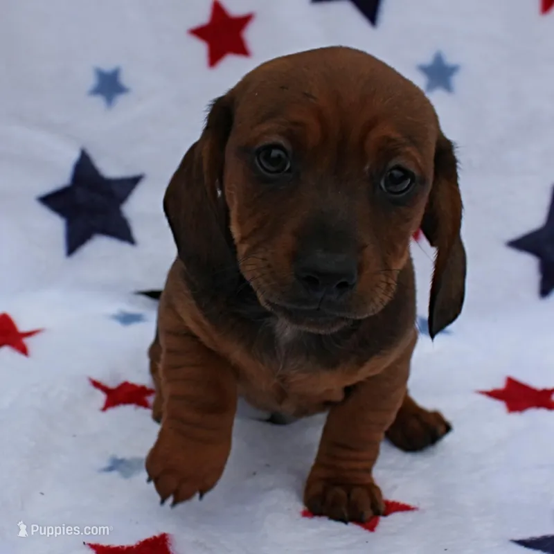 Harley's Red Male Puppy 3 – Miniature Dachshund puppy for sale in Mount Olive, NC