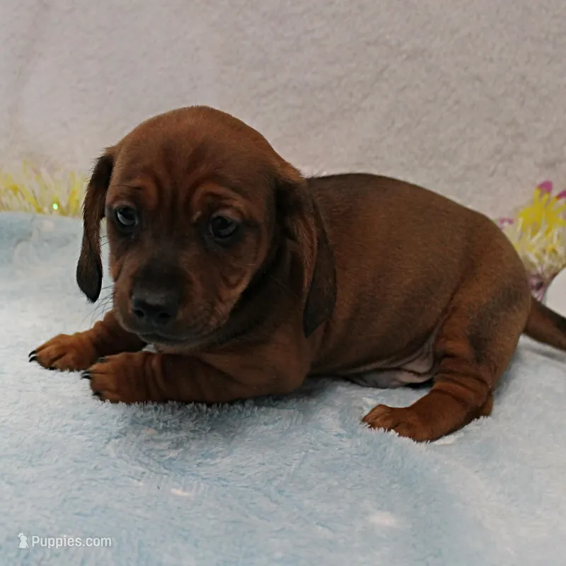 Harley's Red Male Puppy 3