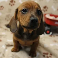 Harley's Red Male Puppy 3, a male Miniature Dachshund for sale in Mount Olive, NC – Photo 6 of 10