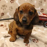 Harley's Red Male Puppy 3, a male Miniature Dachshund for sale in Mount Olive, NC – Photo 9 of 10