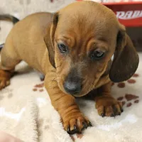 Harley's Red Male Puppy 3, a male Miniature Dachshund for sale in Mount Olive, NC – Photo 10 of 10