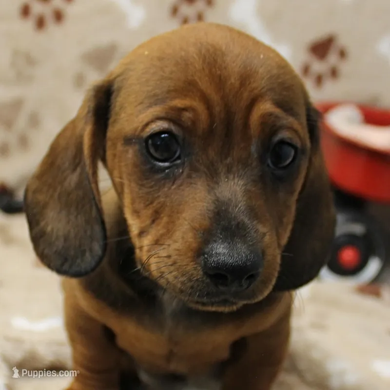 Harley's Red Male Puppy 3 – Miniature Dachshund puppy for sale in Mount Olive, NC