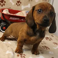 Harley's Red Male Puppy 3, a male Miniature Dachshund for sale in Mount Olive, NC – Photo 4 of 10