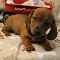 Harley's Red Male Puppy 3, a male Miniature Dachshund for sale in Mount Olive, NC – Photo 3 of 10