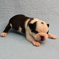 AKC Polly's Black & White Male Puppy 5, a male Boston Terrier for sale in Mount Olive, NC – Photo 8 of 10