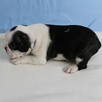 AKC Polly's Black & White Male Puppy 5, a male Boston Terrier for sale in Mount Olive, NC – 7 of 10