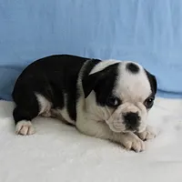 AKC Polly's Black & White Male Puppy 5, a male Boston Terrier for sale in Mount Olive, NC – 3 of 10