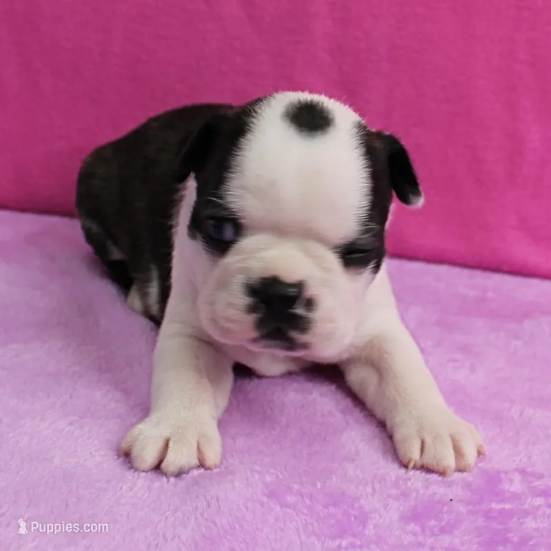 AKC Polly's Black & White Male Puppy 5 – Boston Terrier puppy for sale in Mount Olive, NC
