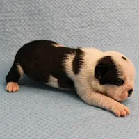 AKC Polly's Black & White Male Puppy 5, a male Boston Terrier for sale in Mount Olive, NC – Photo 6 of 10