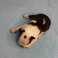 AKC Polly's Black & White Male Puppy 5, a male Boston Terrier for sale in Mount Olive, NC – Photo 3 of 10