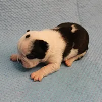AKC Polly's Black & White Male Puppy 5, a male Boston Terrier for sale in Mount Olive, NC – Photo 2 of 10