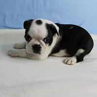AKC Polly's Black & White Male Puppy 5, a male Boston Terrier for sale in Mount Olive, NC – 6 of 10
