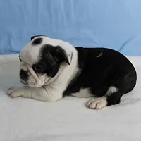 AKC Polly's Black & White Male Puppy 5, a male Boston Terrier for sale in Mount Olive, NC – 5 of 10