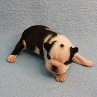AKC Polly's Black & White Male Puppy 5, a male Boston Terrier for sale in Mount Olive, NC – Photo 7 of 10
