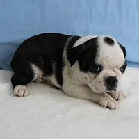 AKC Polly's Black & White Male Puppy 5, a male Boston Terrier for sale in Mount Olive, NC – 4 of 10
