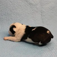 AKC Polly's Black & White Male Puppy 5, a male Boston Terrier for sale in Mount Olive, NC – Photo 5 of 10