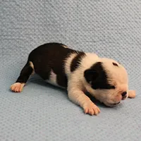 AKC Polly's Black & White Male Puppy 5, a male Boston Terrier for sale in Mount Olive, NC – Photo 9 of 10