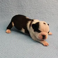 AKC Polly's Black & White Male Puppy 5, a male Boston Terrier for sale in Mount Olive, NC – Photo 10 of 10