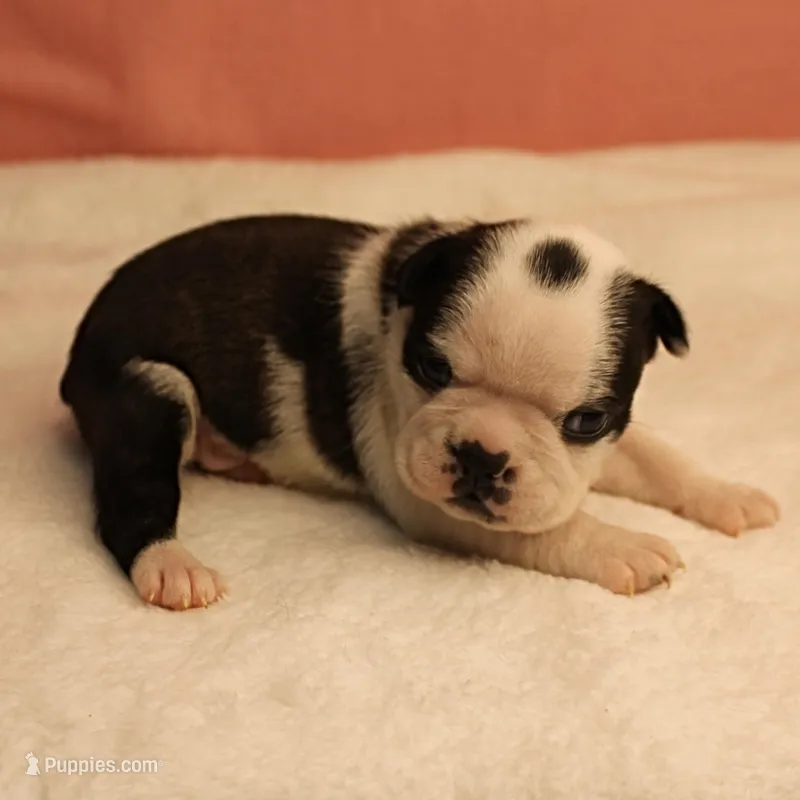 AKC Polly's Black & White Male Puppy 5 – Boston Terrier puppy for sale in Mount Olive, NC
