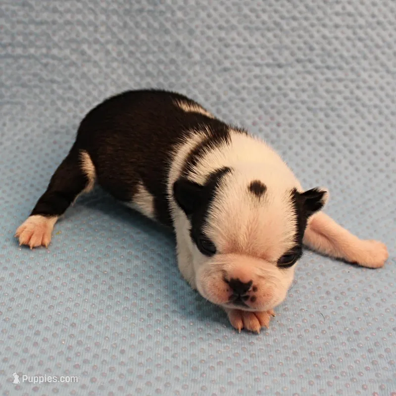 AKC Polly's Black & White Male Puppy 5 – Boston Terrier puppy for sale in Mount Olive, NC