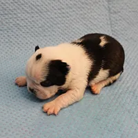 AKC Polly's Black & White Male Puppy 5, a male Boston Terrier for sale in Mount Olive, NC – Photo 4 of 10