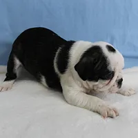 AKC Polly's Black & White Male Puppy 5, a male Boston Terrier for sale in Mount Olive, NC – 2 of 10