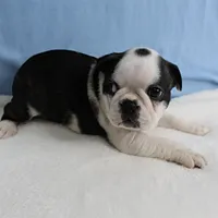 AKC Polly's Black & White Male Puppy 5, a male Boston Terrier for sale in Mount Olive, NC – 8 of 10