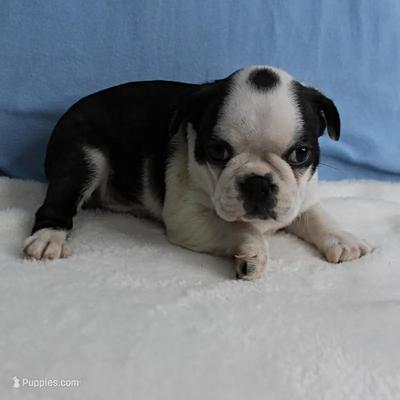 AKC Polly's Black & White Male Puppy 5 – Boston Terrier puppy for sale in Mount Olive, NC