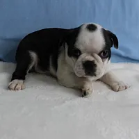 AKC Polly's Black & White Male Puppy 5, a male Boston Terrier for sale in Mount Olive, NC – 1 of 10