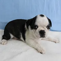 AKC Polly's Black & White Male Puppy 5, a male Boston Terrier for sale in Mount Olive, NC – 10 of 10
