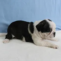 AKC Polly's Black & White Male Puppy 5, a male Boston Terrier for sale in Mount Olive, NC – 9 of 10