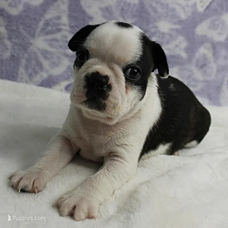AKC Polly's Black & White Male Puppy 5 – Boston Terrier puppy for sale in Mount Olive, NC