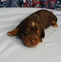 AKC Heidi's Chocolate & Tan Male Puppy 4, a male Miniature Dachshund for sale in Mount Olive, NC – 2 of 10