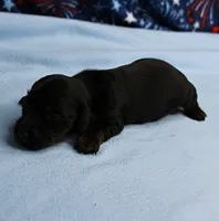 AKC Taylor's Black & Tan Male Puppy 3, a male Miniature Dachshund for sale in Mount Olive, NC – 9 of 10