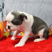 AKC Lula's Blue & White Male Puppy 2, a male Boston Terrier for sale in Mount Olive, NC – 8 of 10
