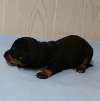 AKC Maggie's Black & Tan Male Puppy 3, a male Miniature Dachshund for sale in Mount Olive, NC – 7 of 10