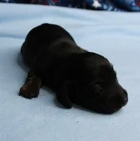 AKC Taylor's Black & Tan Male Puppy 3, a male Miniature Dachshund for sale in Mount Olive, NC – 10 of 10