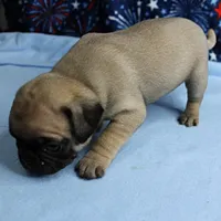 AKC Candy's Fawn Male Puppy 2, a male Pug for sale in Mount Olive, NC – 9 of 9
