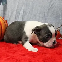 AKC Bubble's Blue & White Male Puppy 3, a male Boston Terrier for sale in Mount Olive, NC – 3 of 10