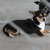 AKC Mickey, a male Chihuahua for sale in Mount Olive, NC – Photo 10 of 10