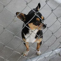 AKC Mickey, a male Chihuahua for sale in Mount Olive, NC – Photo 7 of 10