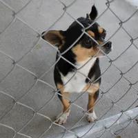 AKC Mickey, a male Chihuahua for sale in Mount Olive, NC – Photo 8 of 10