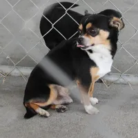 AKC Mickey, a male Chihuahua for sale in Mount Olive, NC – Photo 2 of 10