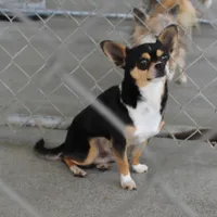 AKC Mickey, a male Chihuahua for sale in Mount Olive, NC – Photo 4 of 10