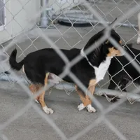 AKC Mickey, a male Chihuahua for sale in Mount Olive, NC – Photo 9 of 10